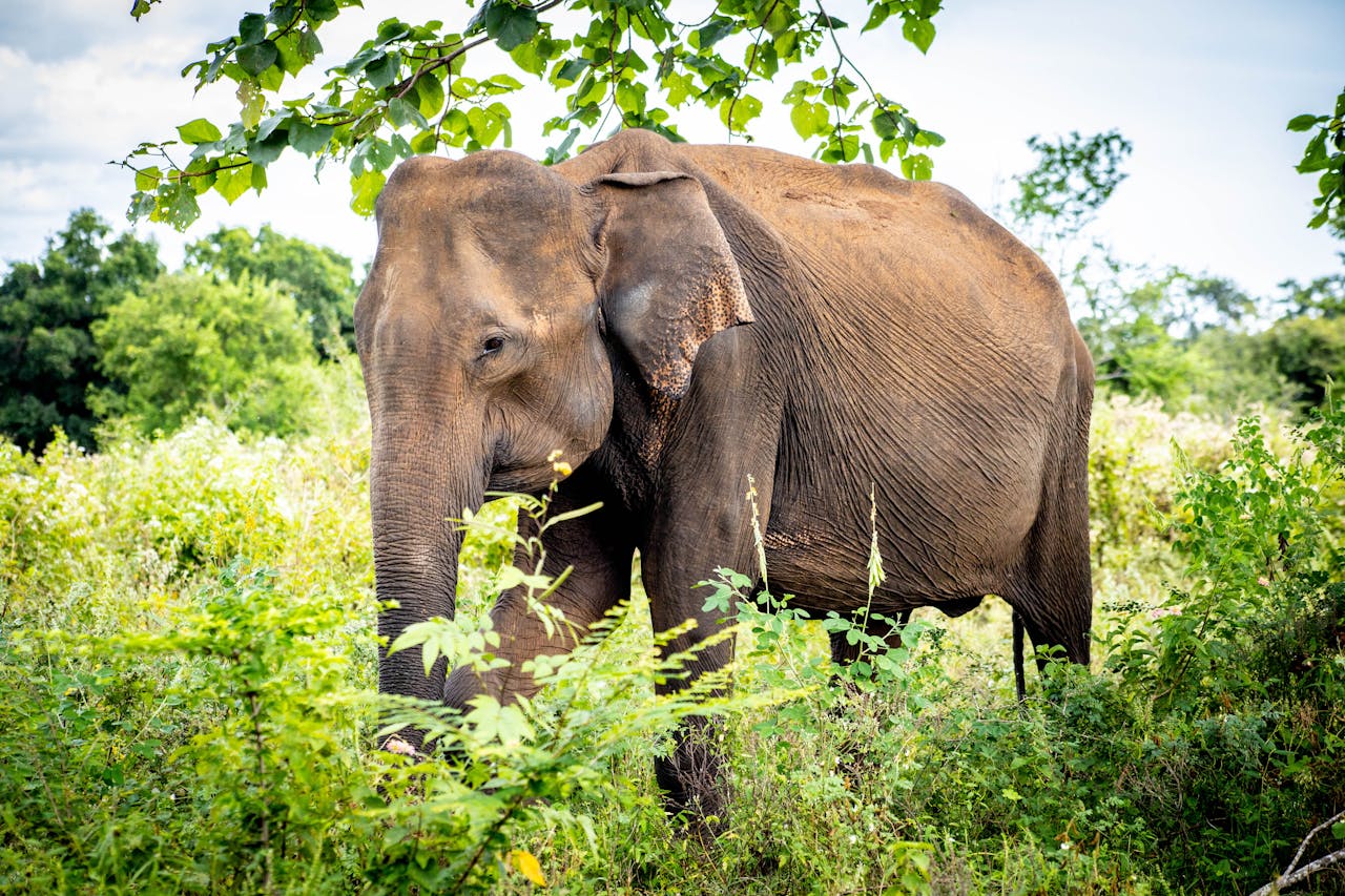Close-up of a wild elephant roaming in the lush greenery of Ella, Sri Lanka.