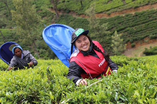 Smiling workers picking tea leaves in lush green fields of Nuwara Eliya, Sri Lanka.