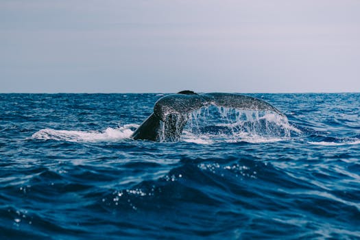 A dramatic view of a whale's tail emerging from the ocean, showcasing marine life and oceanic beauty.