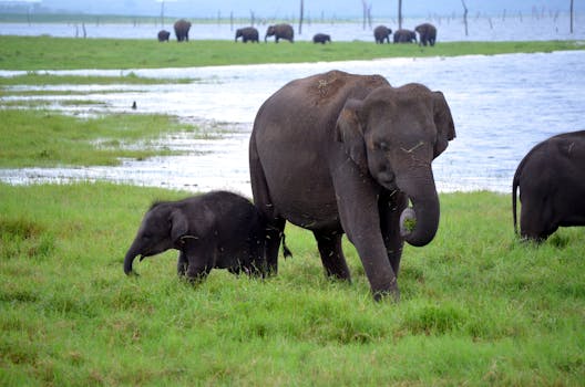 A herd of elephants, including a calf, grazes by a water body in a lush savanna landscape.