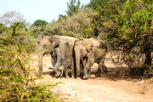 A family of Sri Lankan elephants walking through a dry forest, showcasing wildlife in its natural habitat.